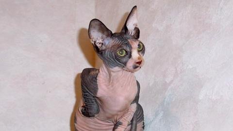 Youre a Silly Sphynx!